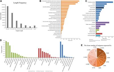 HpeNet: Co-expression Network Database for de novo Transcriptome Assembly of Paeonia lactiflora Pall